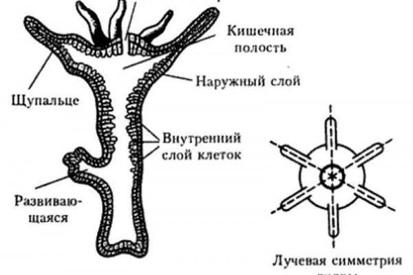 Не получается зайти на кракен